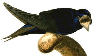 The Purple Martin.