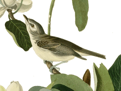 The Warbling Vireo.