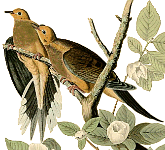 Mourning Doves.