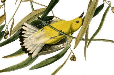 Prothonotary Warbler.