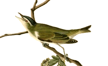 The Red-Eyed Vireo.