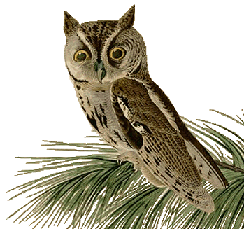 The Screech Owl.